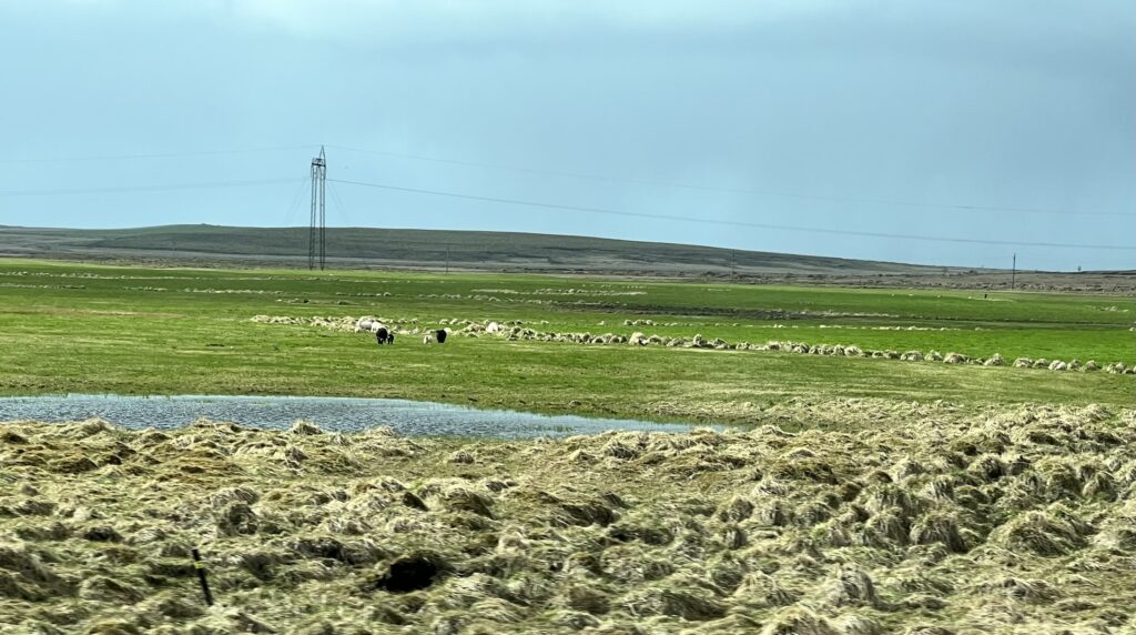 Sheep in distance